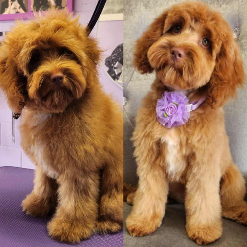 Full Oodle Groom- Starting from $120